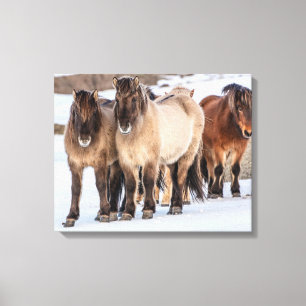 Toile Chevaux islandais en hiver près de Hofn, Islande