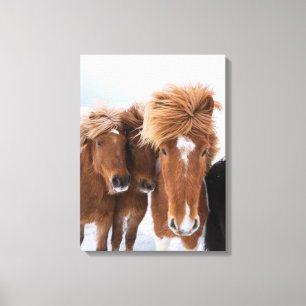Toile Chevaux islandais se blottissent, Islande