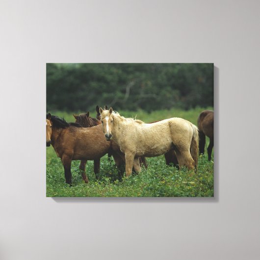 Toile Chevaux Mustang Sauvages 4 (Recto)