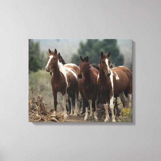 Toile Chevaux Mustang Sauvages 7 (Recto)