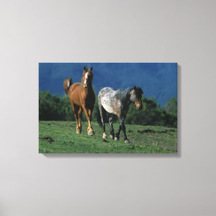 Toile Chevaux sauvages de mustang