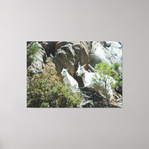 Toile Chèvre de montagne et enfant - photographie de