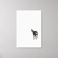 Chèvre montagneuse minimaliste chamois alpin sur n