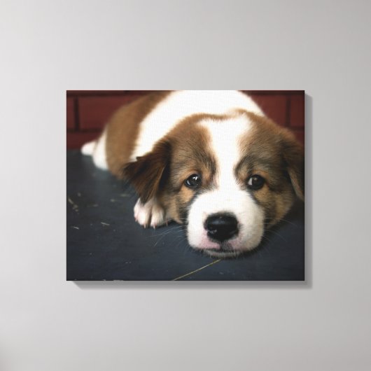 Toile Chic Chiot Brown Et Blanc (Recto)
