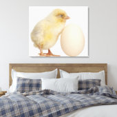 Toile Chick with egg (2 days old) (Insitu(Chambre))