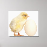 Chick with egg (2 days old)