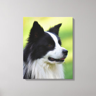 Toile Chien de berger border collie noir et blanc