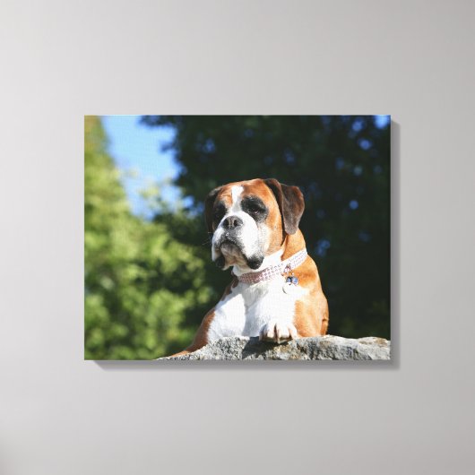 Toile Chien de boxe posé sur un rocher (Recto)