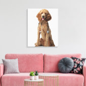Toile Chien de caniche d'or portant un stéthoscope (Insitu(Salon))