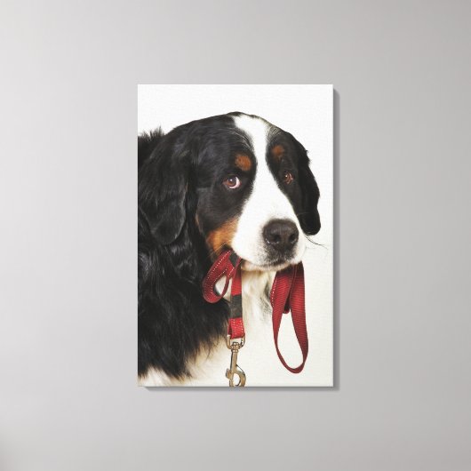 Toile Chien de montagne bernois (Berner Sennenhund) avec (Recto)