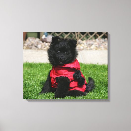 Toile Chien de Poméranie Noire regardant la caméra (Recto)