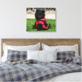 Toile Chien de Poméranie Noire regardant la caméra (Insitu(Chambre))