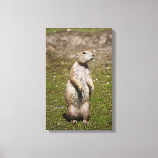 Toile Chien de prairie à queue noire (Recto)