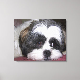 Toile Chien de Shih Tzu