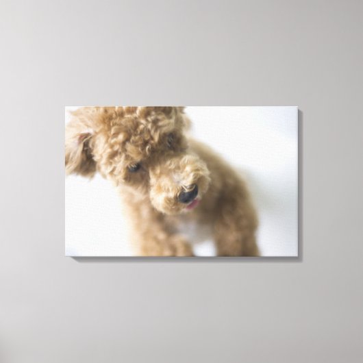 Toile Chien debout à l'étage (Recto)