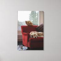 Chien d'or avec chat tabby gingembre