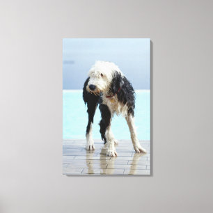 Toile Chien humide par une piscine