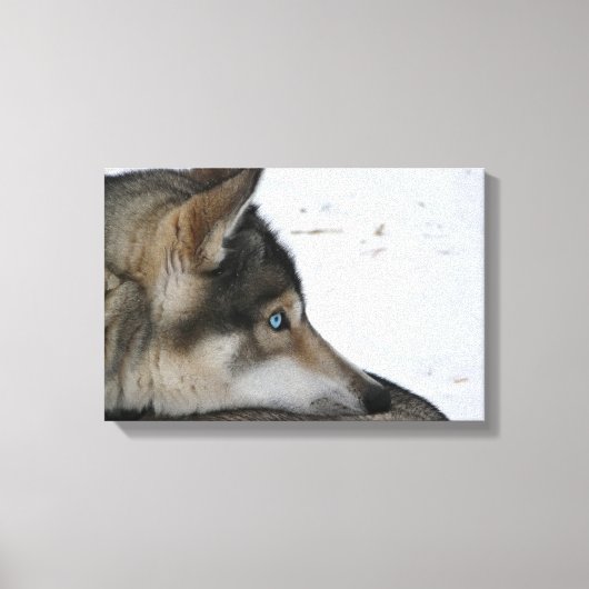 Toile Chien Husky aux yeux bleus (Recto)
