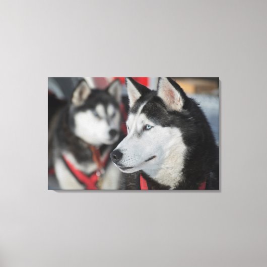 Toile Chien husky avant une course, Canada (Recto)