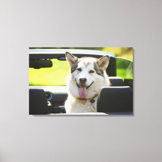 Toile Chien Husky de convertible (Recto)