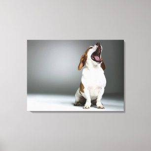 Toile Chien mélangé de race baîllant, plan rapproché