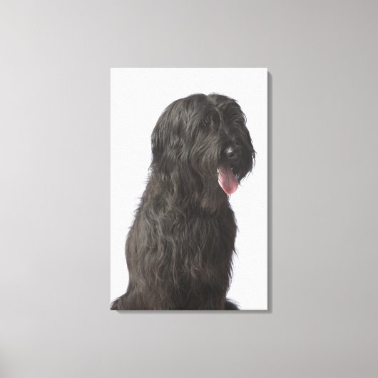 Toile Chien noir, Briard (Recto)