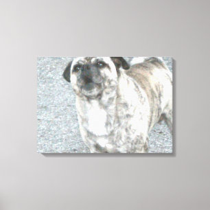 Toile Chien taureau qui aboie