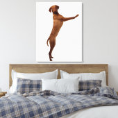 Toile Chien Vizsla (Insitu(Chambre))