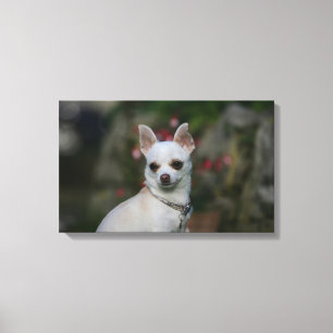 Toile Chihuahua blanc