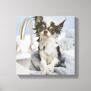 Toile Chihuahua Chiot Enveloppé Dans Une Serviette