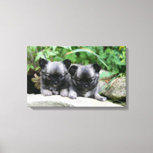 Toile Chihuahua Chiuppies