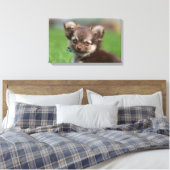Toile Chihuahua Chiuppy regardant la caméra (Insitu(Chambre))
