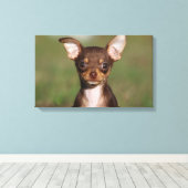 Toile Chihuahua Puppy regarde l'appareil photo (Insitu (Plancher de Bois))