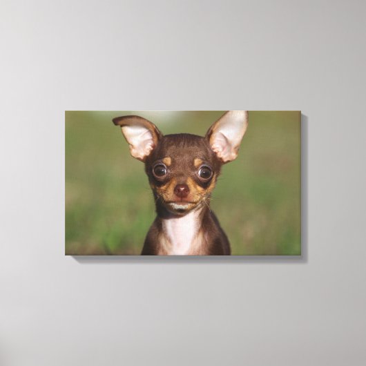 Toile Chihuahua Puppy regarde l'appareil photo (Recto)