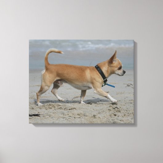 Toile Chihuahua sur la plage (Recto)