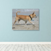 Toile Chihuahua sur la plage (Insitu (Plancher de Bois))