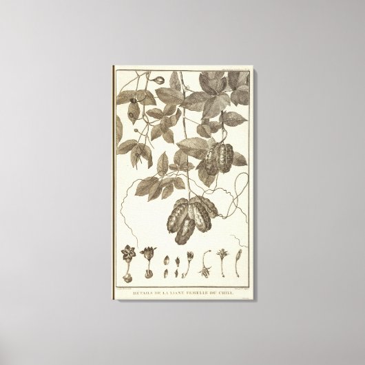 Toile Chili 10 (Recto)