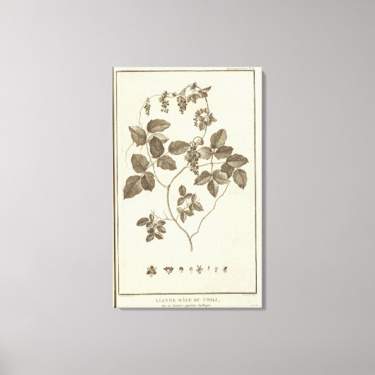 Toile Chili 8 (Recto)