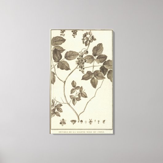 Toile Chili 9 (Recto)