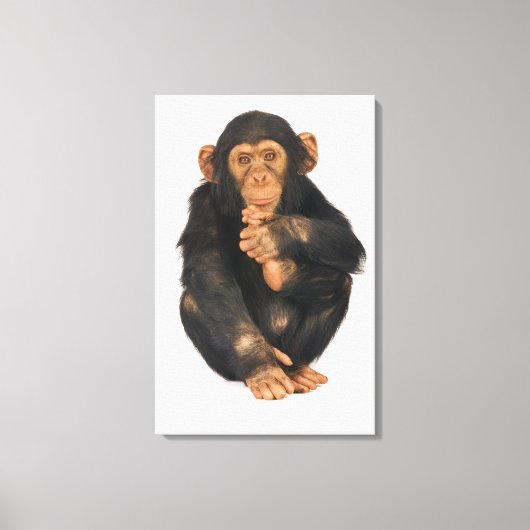 Toile Chimpanzé (poêle troglodyte). Jeune joueur (Recto)