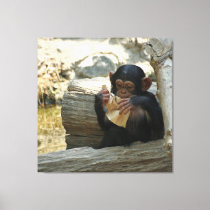 Toile Chimpanzée_2015_0101