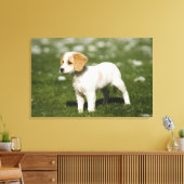 Toile Chiot 3 (Insitu(Salon))