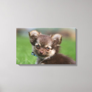 Toile Chiot à cheveux longs de chiwawa regardant