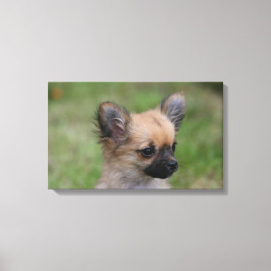 Toile Chiot aux cheveux longs de chiwawa regardant
