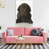 Toile chiot Brown, portrait, gros plan (Insitu(Salon))