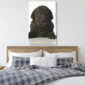 Toile chiot Brown, portrait, gros plan (Insitu(Chambre))
