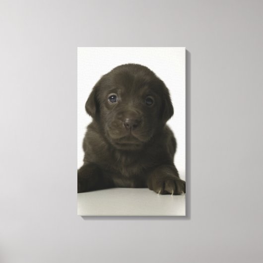 Toile chiot Brown, portrait, gros plan (Recto)