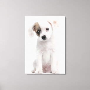 Toile Chiot croisé de race (2 mois)