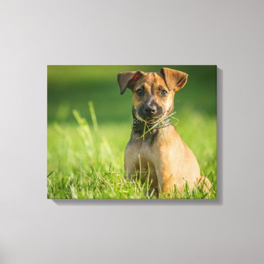 Toile Chiot Dans L'Herbe (Recto)
