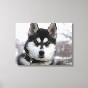 Toile Chiot de chien de traîneau sibérien